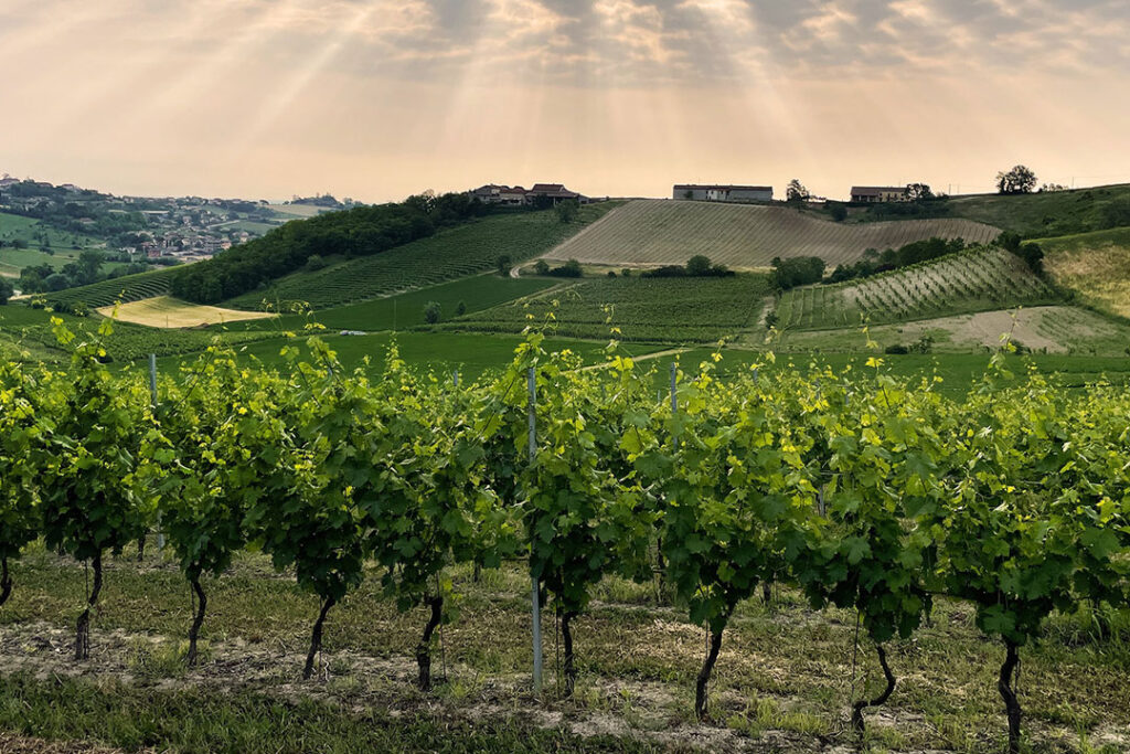 Filari di viti delle vigne di Tenuta Genevrina, immersi in un paesaggio naturale caratterizzato da dolci colline e cielo limpido.